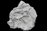 Graptolite Fossil - Rochester Shale, NY #68905-1